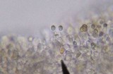 Callistosporium luteo-olivaceum image