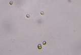 Callistosporium luteo-olivaceum image