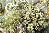 Niebla polymorpha image