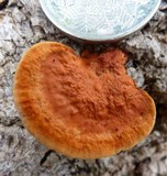 Pycnoporus sanguineus image