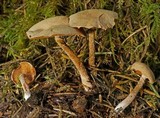 Tubaria confragosa image