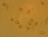 Tubaria confragosa image