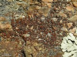 Caloplaca arenaria image