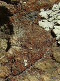 Caloplaca arenaria image