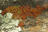 Caloplaca subsoluta image