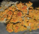 Caloplaca subsoluta image