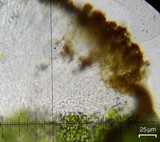 Caloplaca subsoluta image