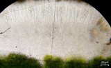 Caloplaca subsoluta image