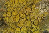 Candelariella rosulans image
