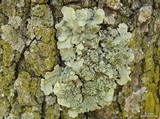 Flavopunctelia flaventior image