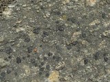 Lecidea laboriosa image