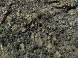 Lecidea laboriosa image