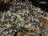 Lecidea laboriosa image