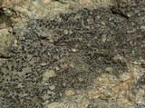 Lecidea fuscoatra image