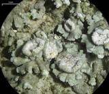 Physconia californica image