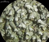 Physconia californica image