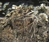 Physconia californica image