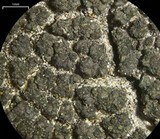 Trapeliopsis flexuosa image
