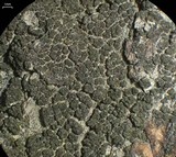Trapeliopsis flexuosa image