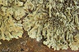 Xanthoparmelia cumberlandia image