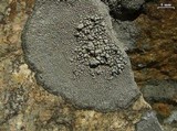 Aspicilia cyanescens image