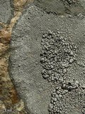 Aspicilia cyanescens image