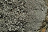Aspicilia cyanescens image