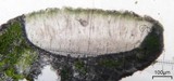 Aspicilia cyanescens image
