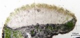 Aspicilia cyanescens image