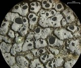 Aspicilia cyanescens image