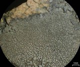 Aspicilia cyanescens image