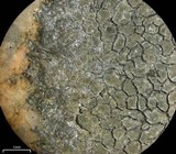 Aspicilia cyanescens image