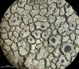 Aspicilia cyanescens image