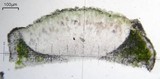 Aspicilia cyanescens image