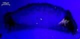 Aspicilia cyanescens image