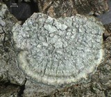 Image of Pertusaria albescens