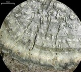 Pertusaria albescens var. albescens image