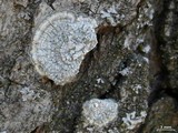 Pertusaria albescens var. albescens image
