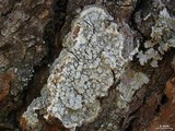 Pertusaria albescens var. albescens image