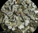Physconia perisidiosa image