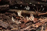 Ramariopsis kunzei image
