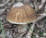 Leccinum pseudoscabrum image