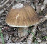 Leccinum pseudoscabrum image