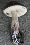 Leccinum pseudoscabrum image