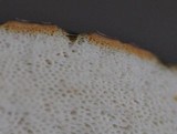Leccinum pseudoscabrum image
