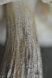 Leccinum pseudoscabrum image