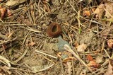 Humaria hemisphaerica image