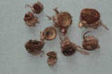 Humaria hemisphaerica image