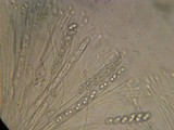 Humaria hemisphaerica image