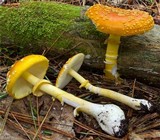 Amanita flavoconia var. flavoconia image